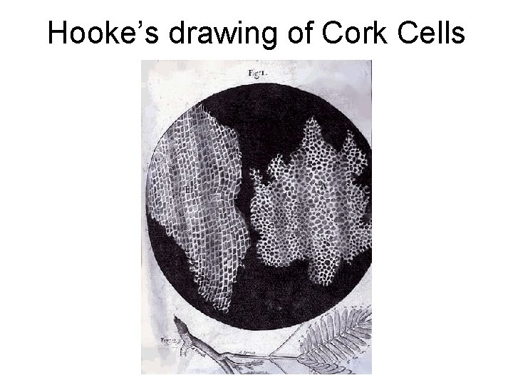Hooke’s drawing of Cork Cells 