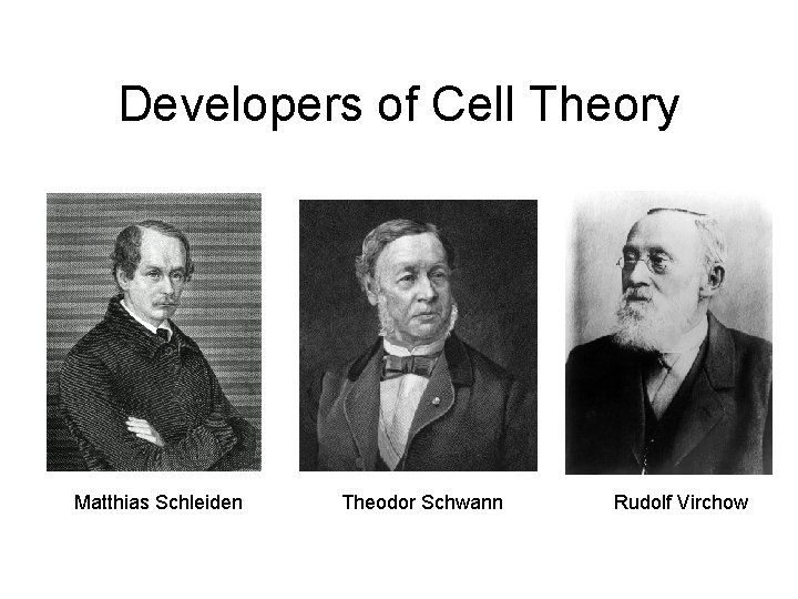 Developers of Cell Theory Matthias Schleiden Theodor Schwann Rudolf Virchow 