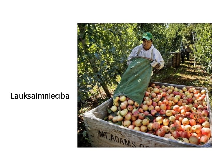 Lauksaimniecībā 