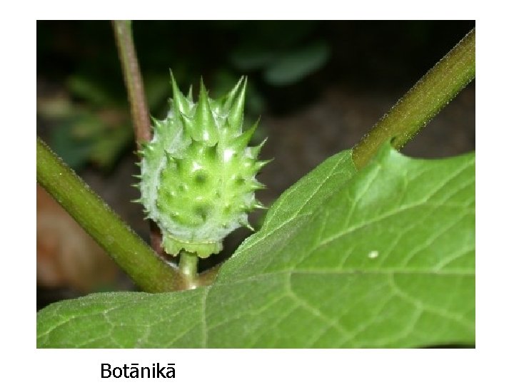 Botānikā 