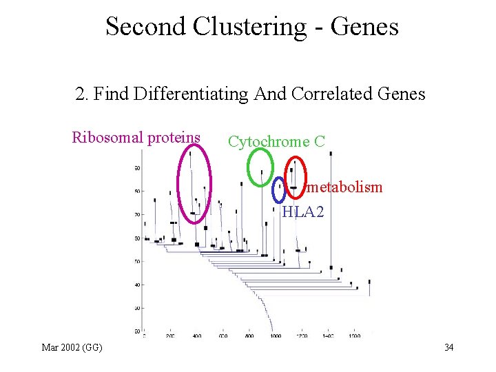 Second Clustering - Genes 2. Find Differentiating And Correlated Genes Ribosomal proteins Cytochrome C
