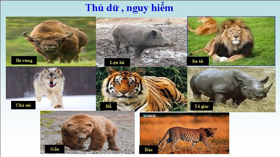 Thú dữ , nguy hiểm Bò rừng Chó sói Sư tử Lợn lòi Chó