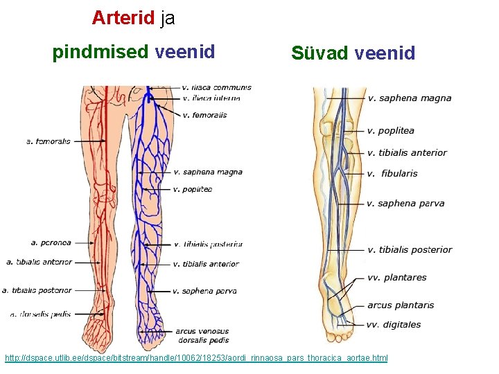 Arterid ja pindmised veenid Süvad veenid http: //dspace. utlib. ee/dspace/bitstream/handle/10062/18253/aordi_rinnaosa_pars_thoracica_aortae. html 