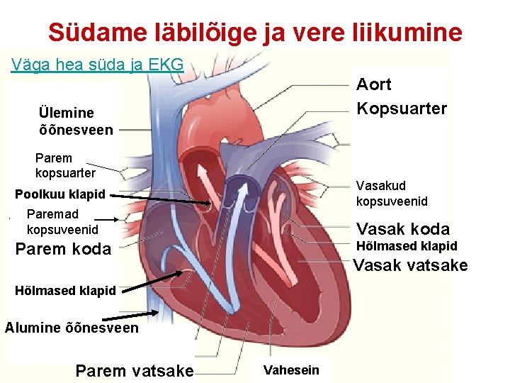 Südame läbilõige ja vere liikumine Väga hea süda ja EKG Aort Kopsuarter Ülemine õõnesveen