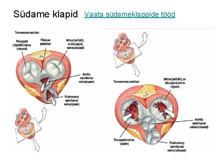 Südame klapid Vaata südameklappide tööd 