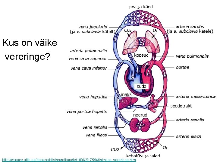 Kus on väike vereringe? http: //dspace. utlib. ee/dspace/bitstream/handle/10062/17594/inimese_vereringe. html 