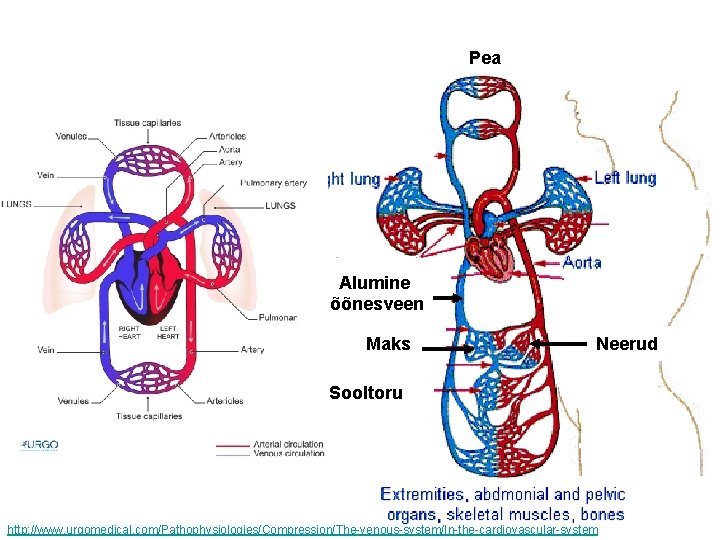 Pea Alumine õõnesveen Maks Neerud Sooltoru http: //www. urgomedical. com/Pathophysiologies/Compression/The-venous-system/In-the-cardiovascular-system 