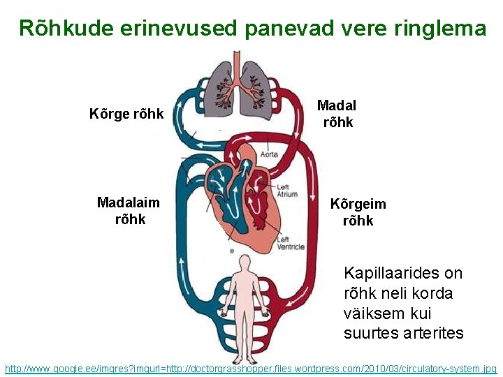 Rõhkude erinevused panevad vere ringlema Kõrge rõhk Madalaim rõhk Madal rõhk Kõrgeim rõhk Kapillaarides