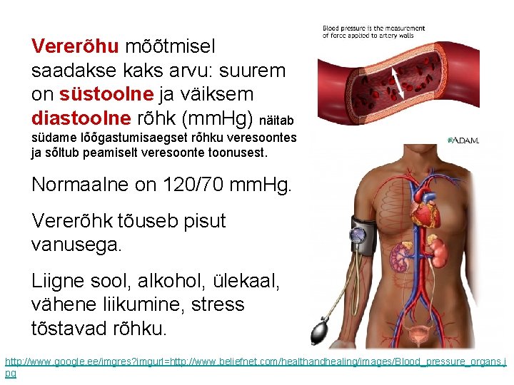 Vererõhu mõõtmisel saadakse kaks arvu: suurem on süstoolne ja väiksem diastoolne rõhk (mm. Hg)