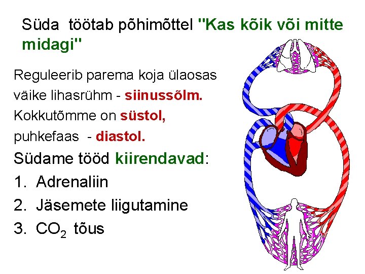 Süda töötab põhimõttel "Kas kõik või mitte midagi" Reguleerib parema koja ülaosas väike lihasrühm