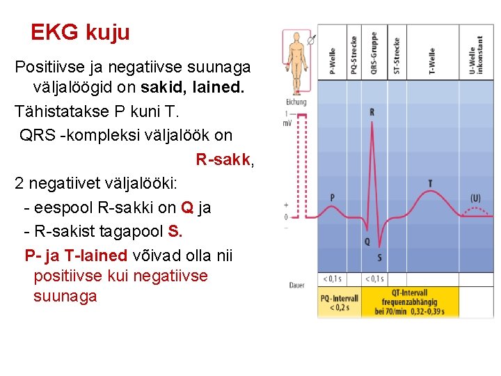 EKG kuju Positiivse ja negatiivse suunaga väljalöögid on sakid, lained. Tähistatakse P kuni T.