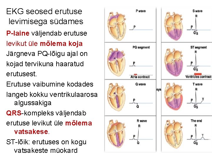 EKG seosed erutuse levimisega südames P-laine väljendab erutuse levikut üle mõlema koja Järgneva PQ-lõigu