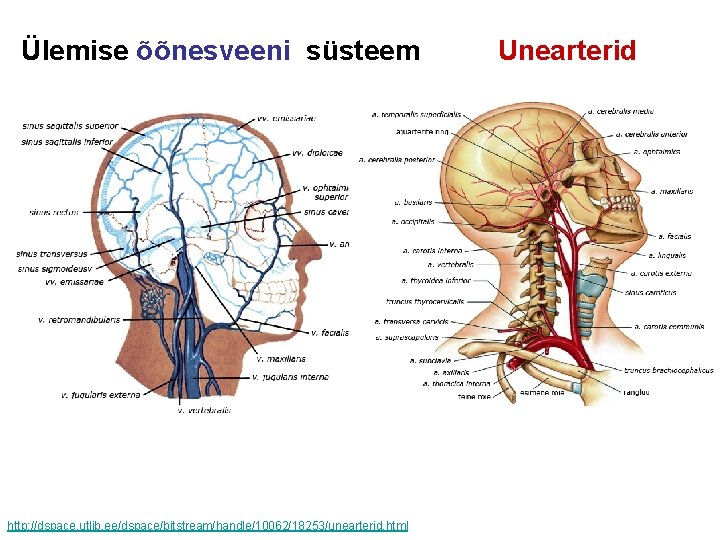 Ülemise õõnesveeni süsteem http: //dspace. utlib. ee/dspace/bitstream/handle/10062/18253/unearterid. html Unearterid 