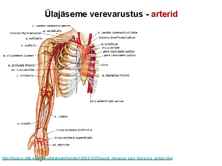 Ülajäseme verevarustus - arterid http: //dspace. utlib. ee/dspace/bitstream/handle/10062/18253/aordi_rinnaosa_pars_thoracica_aortae. html 