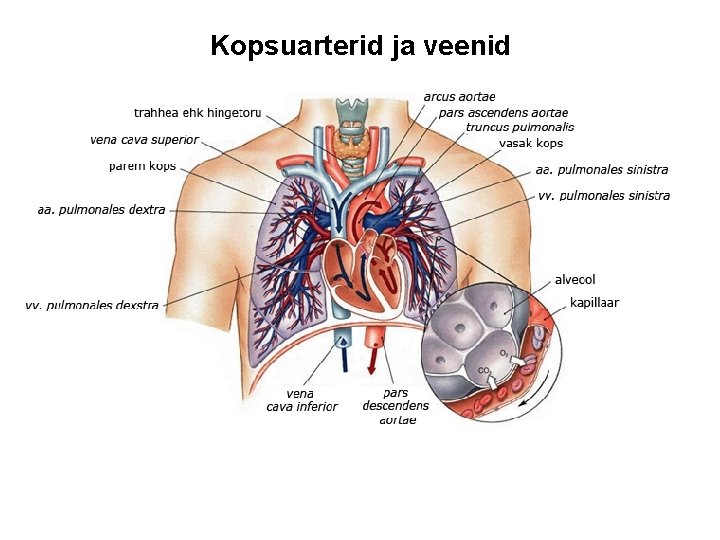 Kopsuarterid ja veenid 