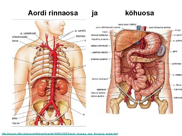 Aordi rinnaosa ja http: //dspace. utlib. ee/dspace/bitstream/handle/10062/18253/aordi_rinnaosa_pars_thoracica_aortae. html kõhuosa 