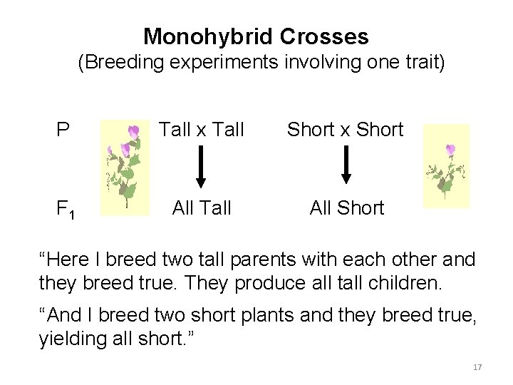 Monohybrid Crosses (Breeding experiments involving one trait) P Tall x Tall Short x Short