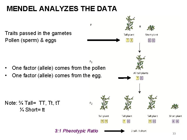 MENDEL ANALYZES THE DATA Traits passed in the gametes Pollen (sperm) & eggs •