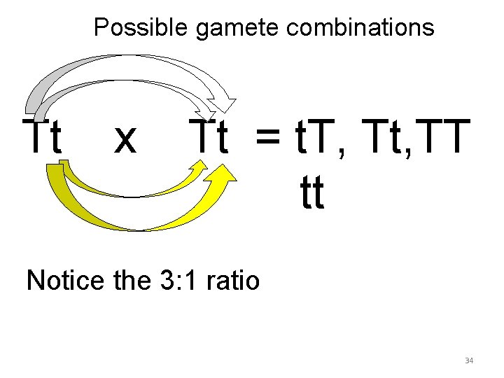 Possible gamete combinations Tt x Tt = t. T, Tt, TT tt TT &