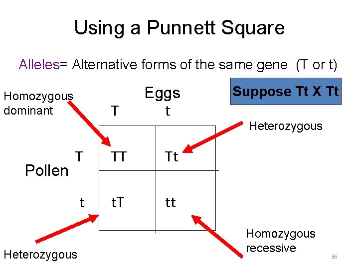Using a Punnett Square Alleles= Alternative forms of the same gene (T or t)