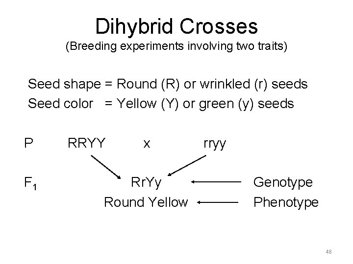 Dihybrid Crosses (Breeding experiments involving two traits) Seed shape = Round (R) or wrinkled