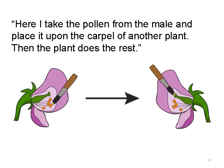 “Here I take the pollen from the male and place it upon the carpel