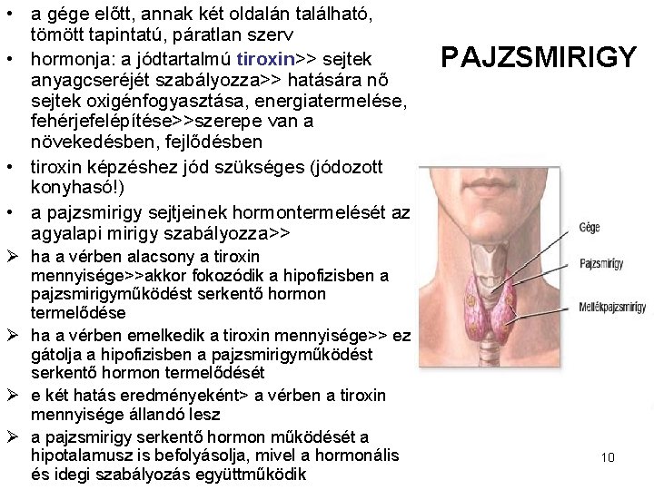  • a gége előtt, annak két oldalán található, tömött tapintatú, páratlan szerv •