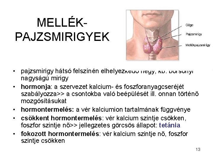 MELLÉKPAJZSMIRIGYEK • pajzsmirigy hátsó felszínén elhelyezkedő négy, kb. borsónyi nagyságú mirigy • hormonja: a