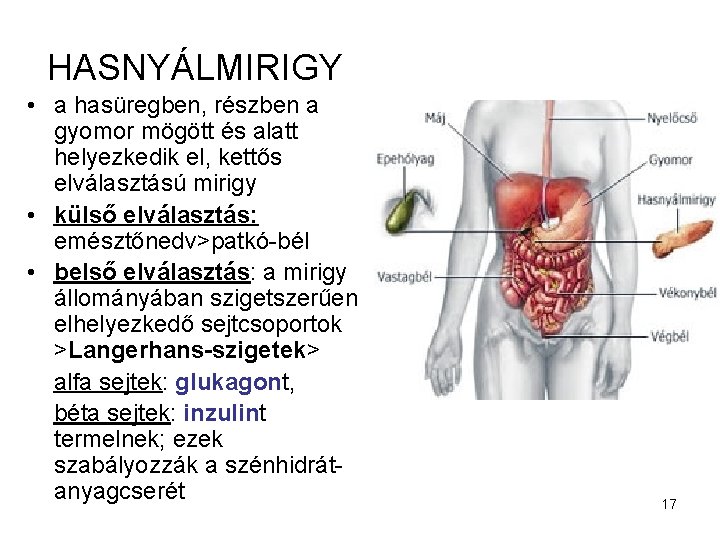 HASNYÁLMIRIGY • a hasüregben, részben a gyomor mögött és alatt helyezkedik el, kettős elválasztású