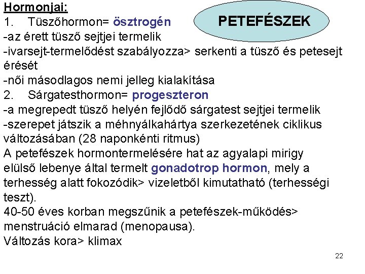 Hormonjai: 1. Tüszőhormon= ösztrogén PETEFÉSZEK -az érett tüsző sejtjei termelik -ivarsejt-termelődést szabályozza> serkenti a