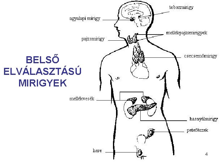 BELSŐ ELVÁLASZTÁSÚ MIRIGYEK 4 