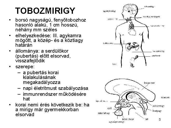 TOBOZMIRIGY • borsó nagyságú, fenyőtobozhoz hasonló alakú, 1 cm hosszú, néhány mm széles •