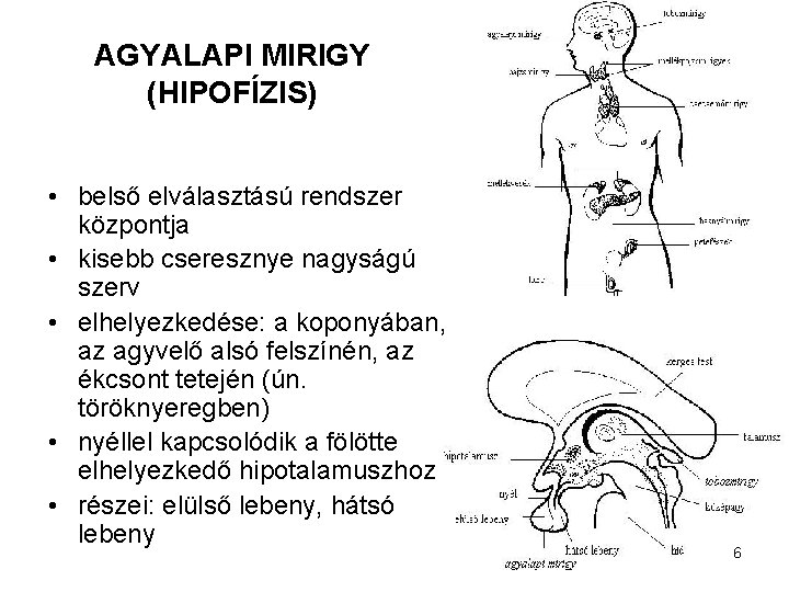 AGYALAPI MIRIGY (HIPOFÍZIS) • belső elválasztású rendszer központja • kisebb cseresznye nagyságú szerv •