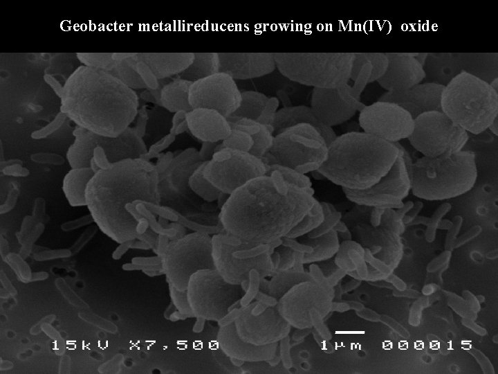 Geobacter metallireducens growing on Mn(IV) oxide 