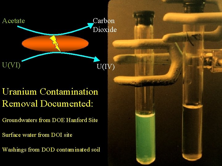 Acetate Carbon Dioxide e U(VI) U(IV) Uranium Contamination Removal Documented: Groundwaters from DOE Hanford
