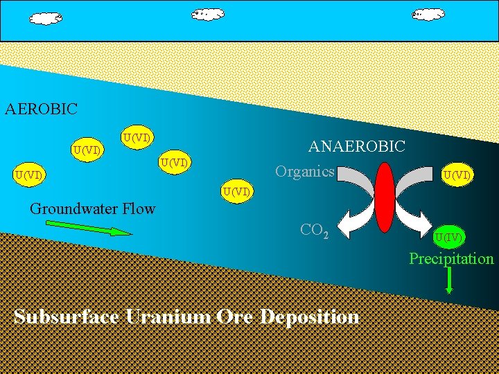 AEROBIC U(VI) ANAEROBIC Organics U(VI) U(VI) Groundwater Flow CO 2 U(IV) Precipitation Subsurface Uranium