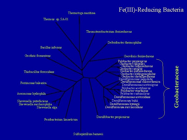Fe(III)-Reducing Bacteria Thermotoga maritima Thermus sp. SA-01 Thermoterrobacterium ferrireducens Deferribacter thermophilus Bacillus infernus Geothrix