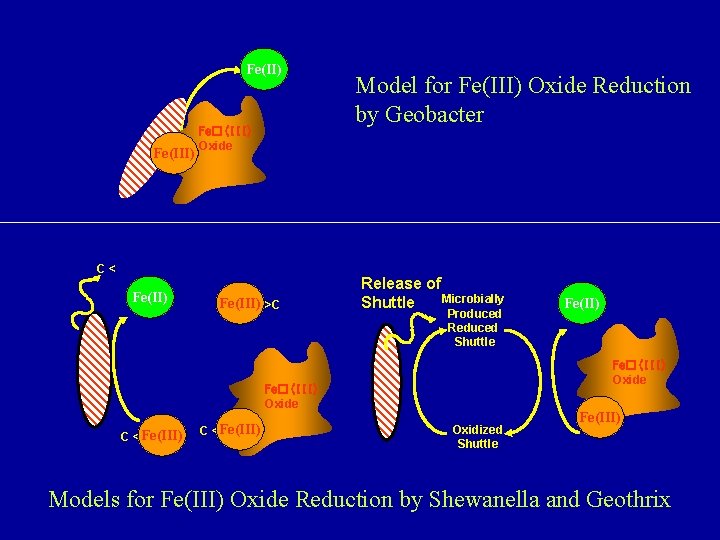 Fe(II) Fe(III) Fe�(III) Oxide C< Fe(II) Fe(III) >C Model for Fe(III) Oxide Reduction by