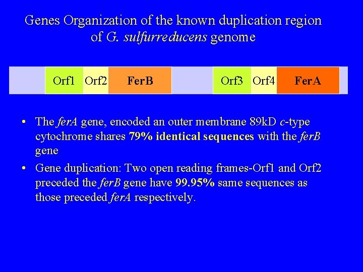 Genes Organization of the known duplication region of G. sulfurreducens genome Orf 1 Orf