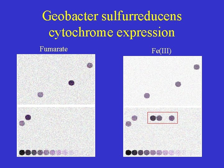 Geobacter sulfurreducens cytochrome expression Fumarate Fe(III) 