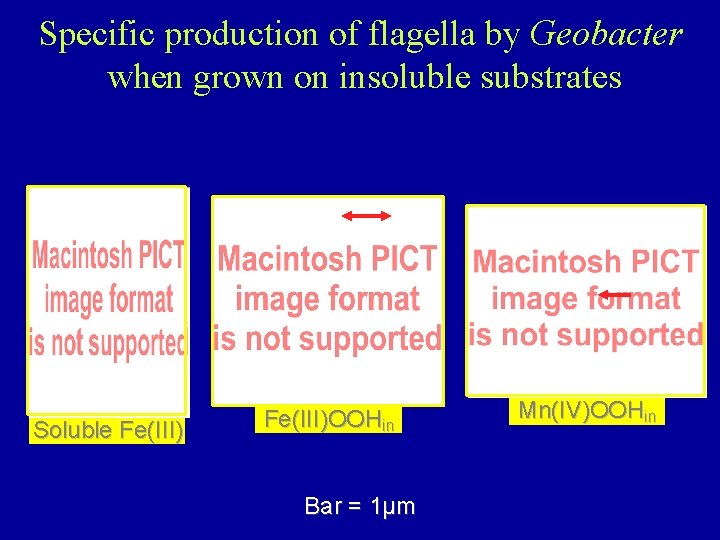 Specific production of flagella by Geobacter when grown on insoluble substrates Soluble Fe(III)OOHin Bar