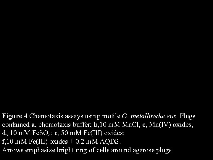 Figure 4 Chemotaxis assays using motile G. metallireducens. Plugs contained a, chemotaxis buffer; b,