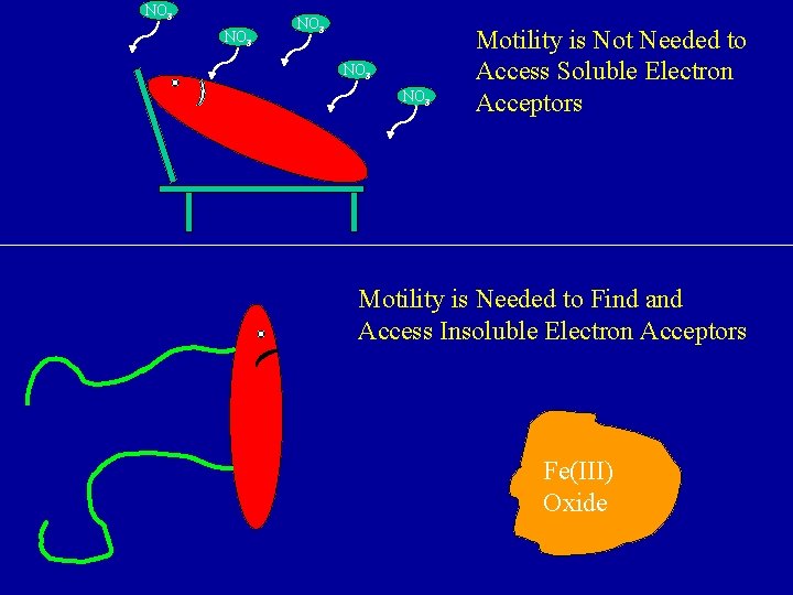 NO 3 NO 3 Motility is Not Needed to Access Soluble Electron Acceptors Motility