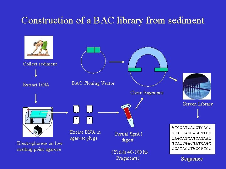 Construction of a BAC library from sediment Collect sediment Extract DNA BAC Cloning Vector
