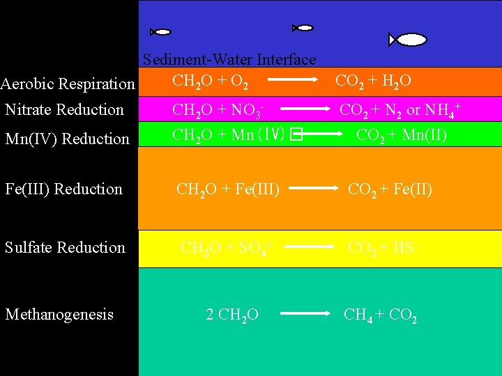 Fe(III) Sediment-Water Interface CH 2 O + O 2 Aerobic Respiration Nitrate Reduction Mn(IV)