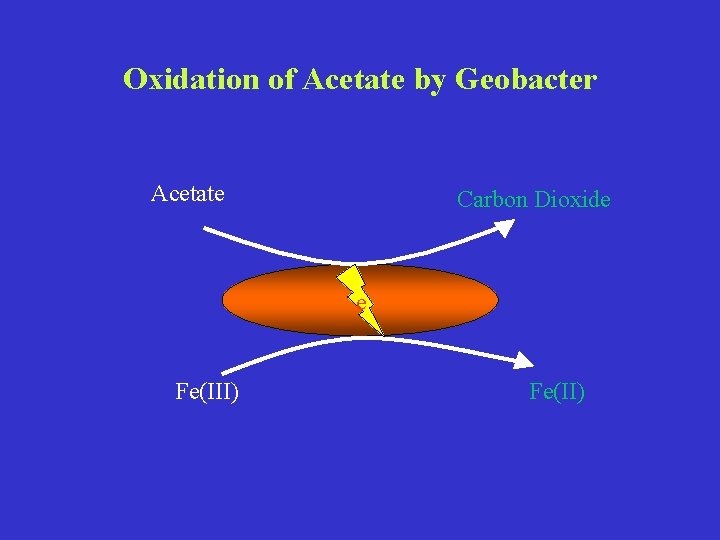 Oxidation of Acetate by Geobacter Acetate Carbon Dioxide e Fe(III) Fe(II) 