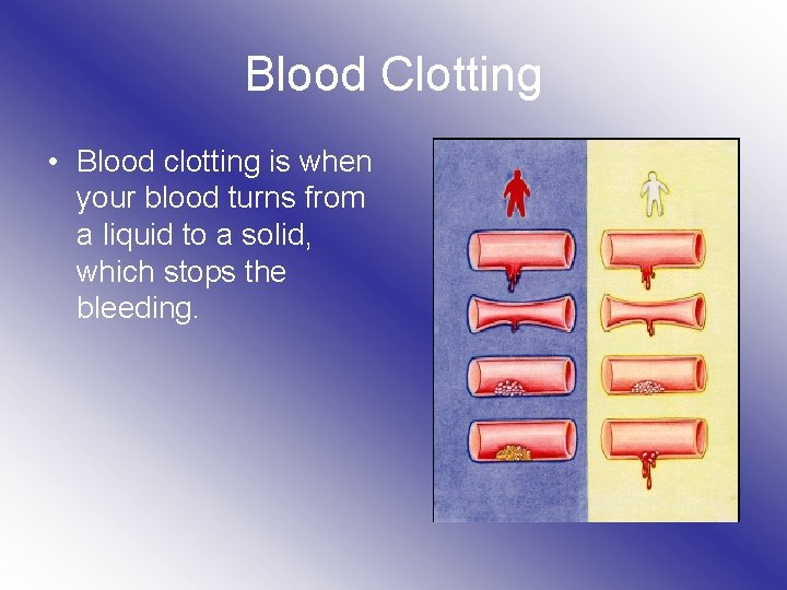 Blood Clotting • Blood clotting is when your blood turns from a liquid to