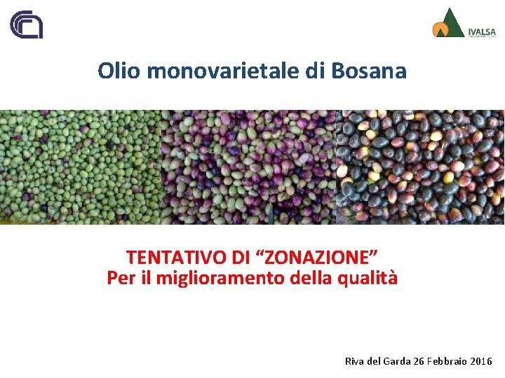 Olio monovarietale di Bosana TENTATIVO DI “ZONAZIONE” Per il miglioramento della qualità Riva del