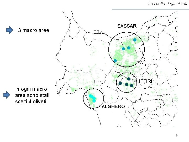 La scelta degli oliveti 3 macro aree SASSARI ITTIRI In ogni macro area sono