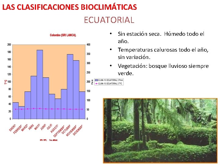 LAS CLASIFICACIONES BIOCLIMÁTICAS ECUATORIAL • Sin estación seca. Húmedo todo el año. • Temperaturas